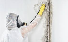 Mold Documentation for Insurance Claims in Green Knoll, NJ